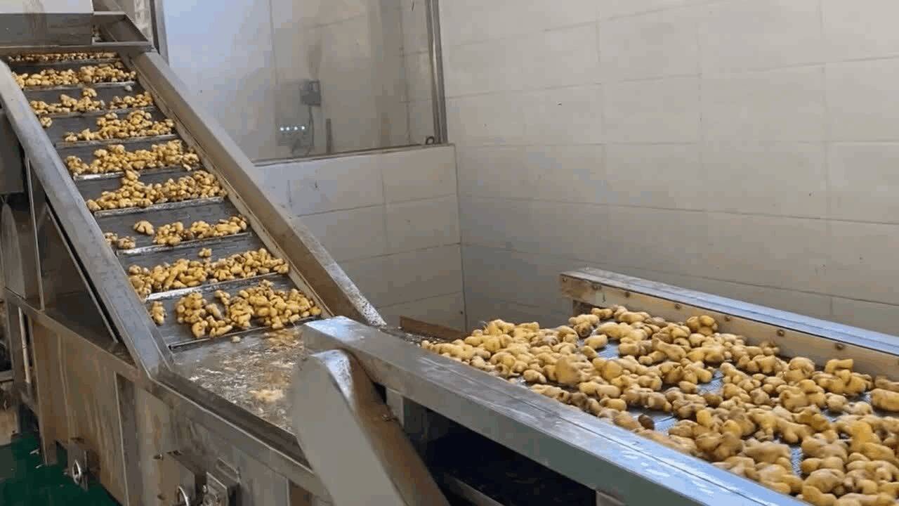 生姜清洗加工生产线