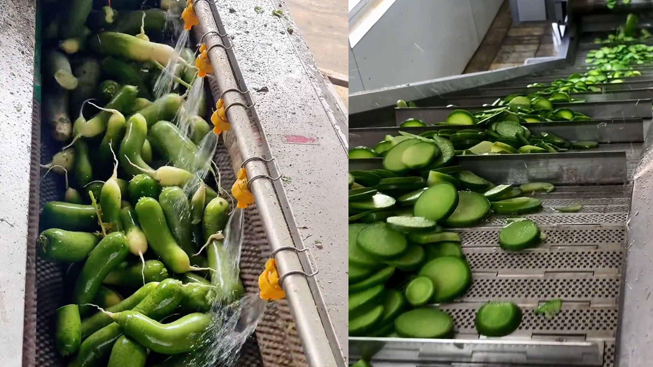青萝卜清洗加工生产线