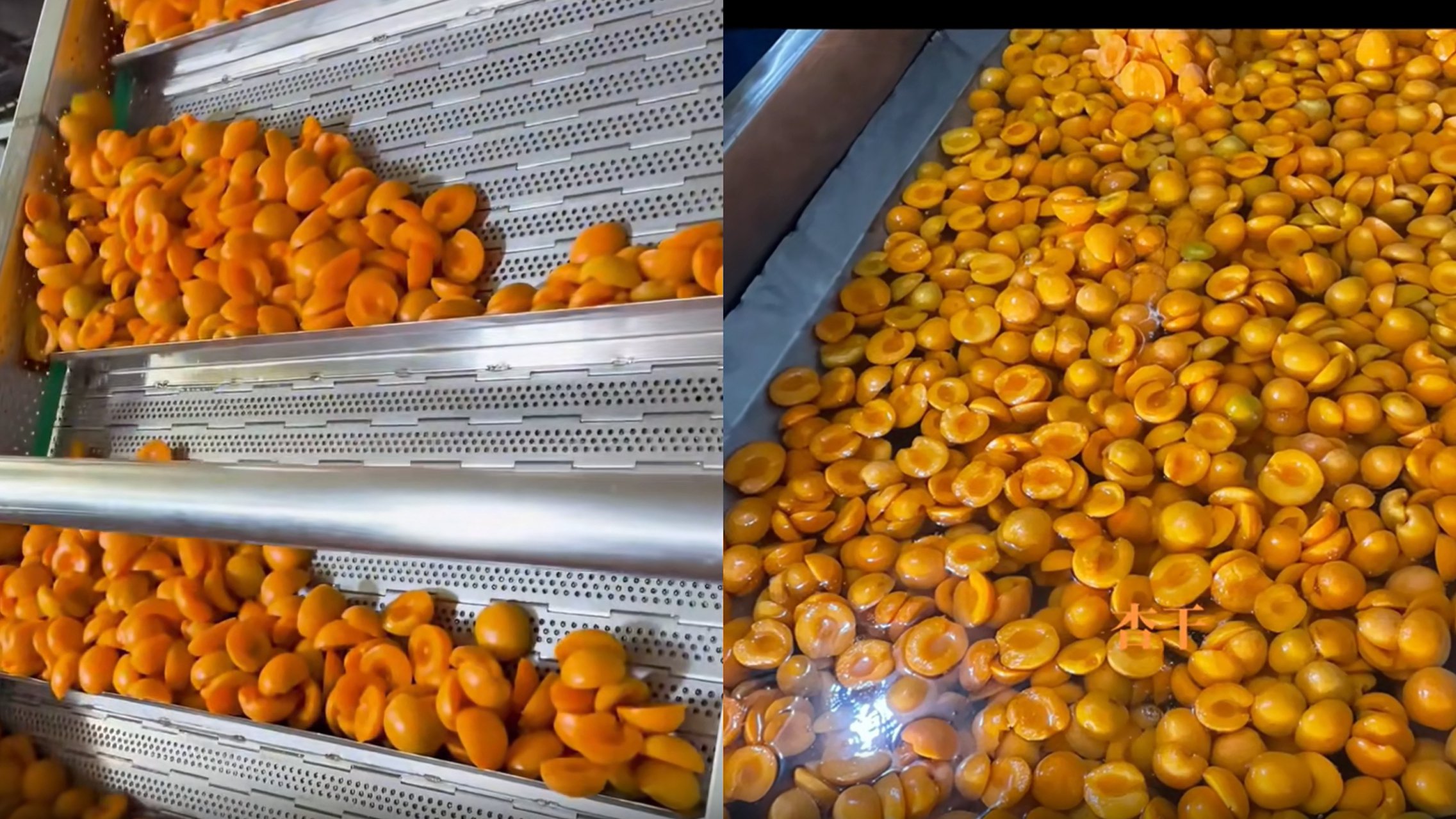 黄桃清洗加工生产线