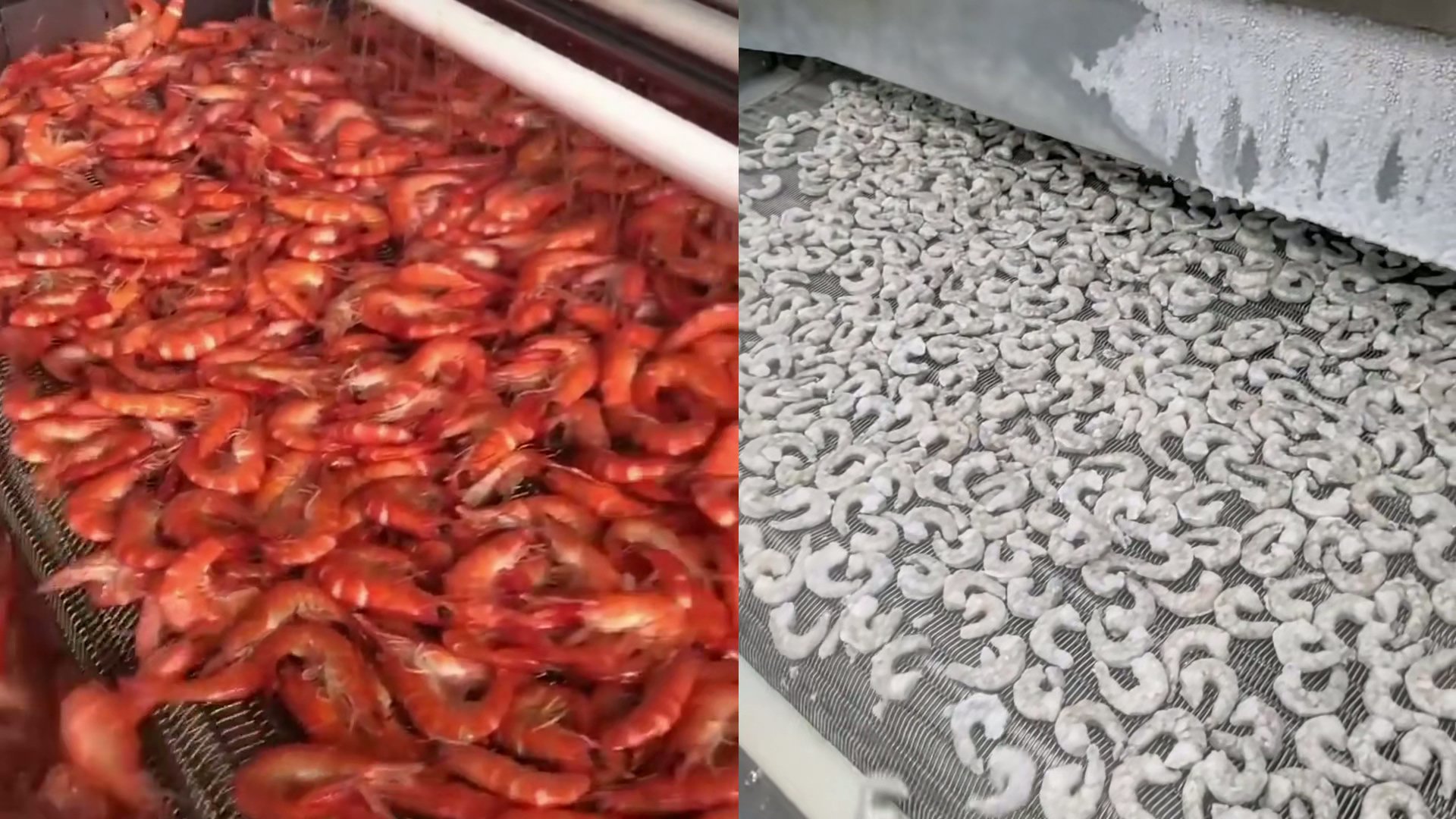 大虾清洗加工