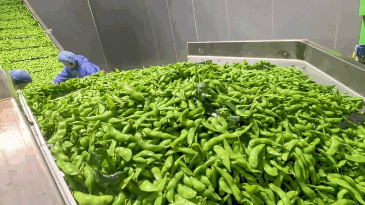 青豆/毛豆清洗生产线