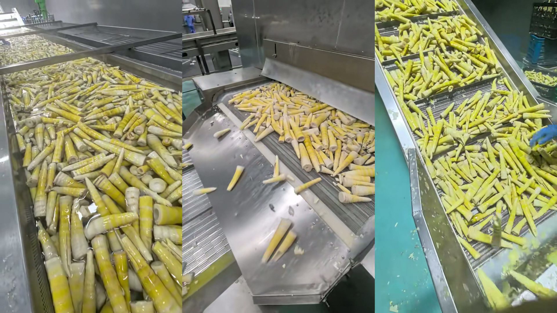 竹笋净菜加工