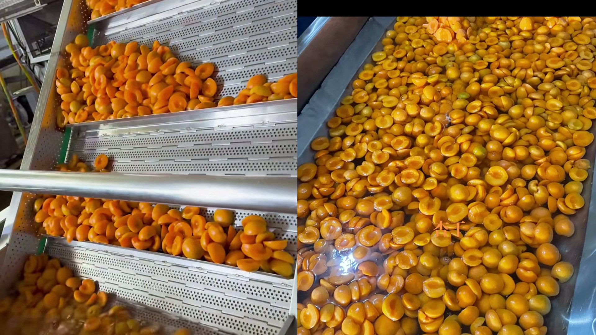 黄桃清洗加工